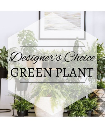 Green Plant Designer's Choice Plant in Trumann, AR | Blossom Events & Florist
