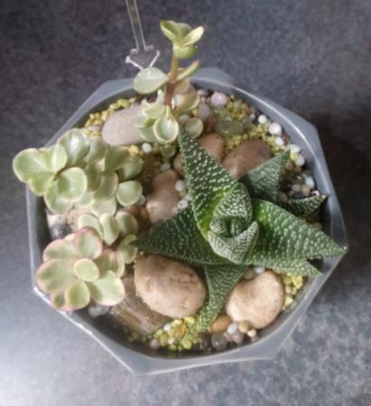 Green Plant Succulent Combo Plant
