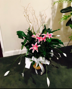 Green Plant with Fresh Flowers  Green Plant 
