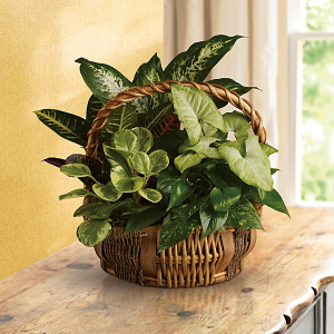 Green Planter 