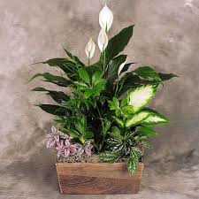 Green Serene Garden Dish Garden