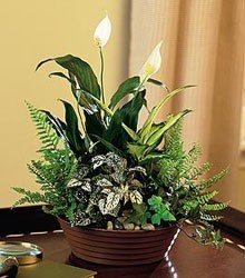 Green Thumb Dish Garden