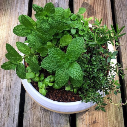 Malachite Garden Herbal Planter