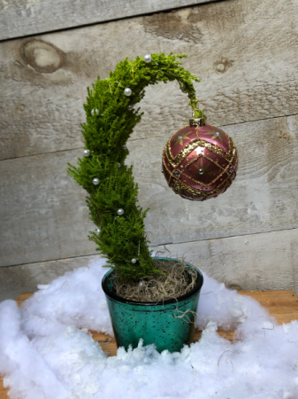 Grinch Tree Plant