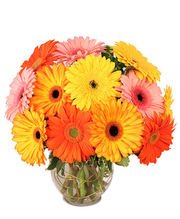 Groovy Gerberas Flower Arrangement in Coleman, WI | COLEMAN FLORAL & GREENHOUSES