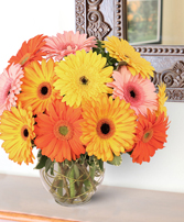 Groovy Gerberas Lifestyle Arrangement