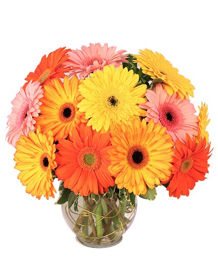 Groovy Gerbs - Sale Vase Arrangement 