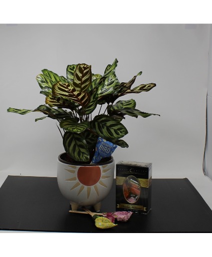 Grow With Me Green Plant, Sunrise Pot, Seed Pops, Chocolates
