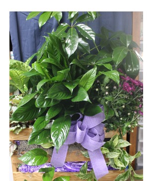 Growing Garden  Plants