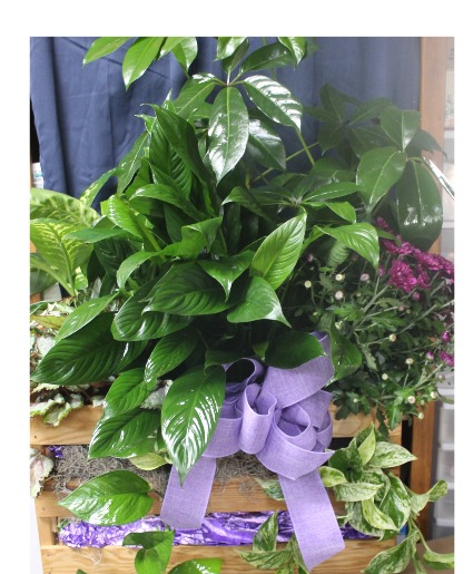 Growing Garden  Plants