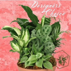 Growing Together Plant Arrangement Designers Choice Plant Basket