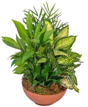 Growing Touch Dish Garden