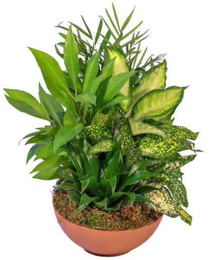Growing Touch Dish Garden