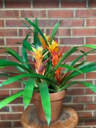 Guzmania Bromeliad 