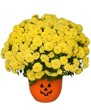 Halloween Mum 8" Blooming Plant in Poultney, VT - Everyday Flowers