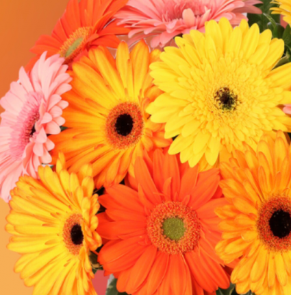 Hand tied cut Gerbra daisy bouquet  Subscription 