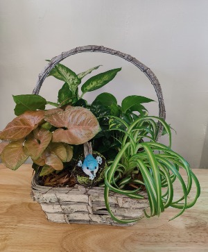 Handled basket dish garden   gold canyon mesa 