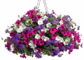 Hanging Basket Combo #1 Assorted Sun or Shade Baskets 