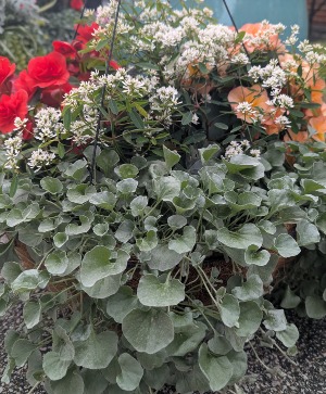 Hanging Basket 1 Likes shade 