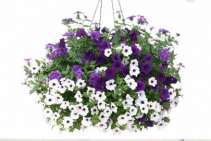 Hanging Basket Assorted Color #2 Hanging basket