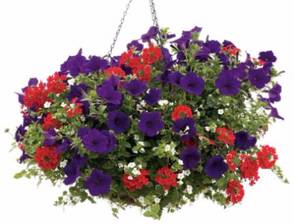 Hanging Basket #3 