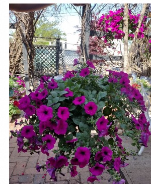 Hanging Basket 