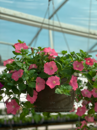 Hanging basket 