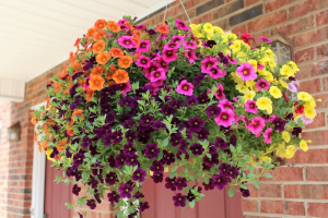 Hanging Basket 