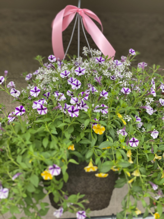 Hanging Basket 