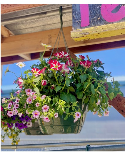 Hanging Basket 