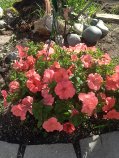 Hanging Basket African Sunrise