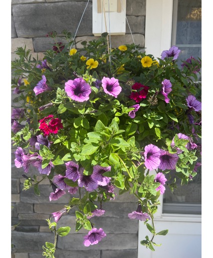 13” Combination Hanging Basket for Sun 