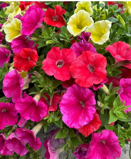 Hanging Basket - Sun 