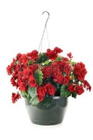 Hanging Basket Begonias