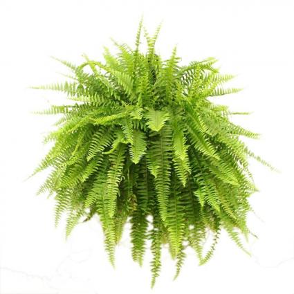 Boston Fern- Shady 1 for $35, 2 for $60