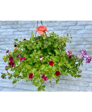 Hanging Basket Combo Hanging Basket