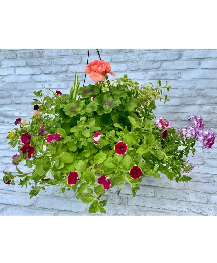 Hanging Basket Combo Hanging Basket
