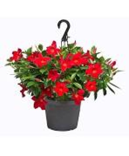 Hanging Basket Dipladenia Blooming Plants in Kernersville, NC - YOUNG'S  FLORIST