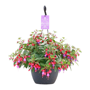 Fuchsia Plant- Shade 1 for $35, 2 for $60