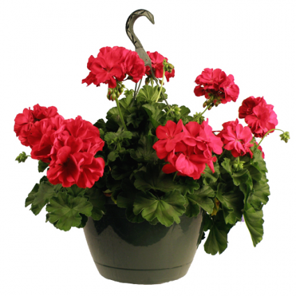 Hanging Basket- Geranium sun Greenhouse