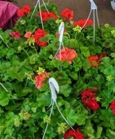 SOLD OUT--Hanging Basket of Geranium Plants NFS-P16