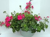 Hanging Basket Geranium asst colors available