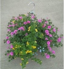 Large Hanging Basket Plant