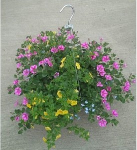 Large Hanging Basket Plant