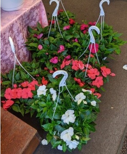 SOLD Hanging basket of New Guinea Impatien Plants NFS-P16