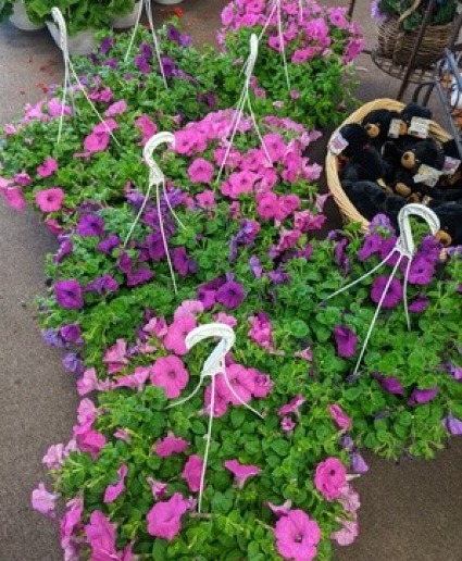 Sold Out---Hanging basket of Wave Petunia Plants NFS-P16 