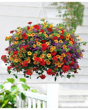 Hanging Basket Flowers and Colors May Vary