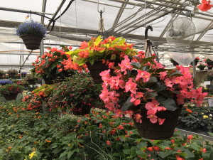 Plant - Basket or Planter for Shade to Part Shade Outdoor Plants