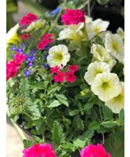 Outdoor Hanging Basket Outdoor blooming plants