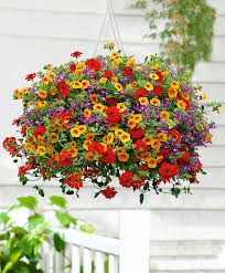 Hanging Basket Outdoor Plants